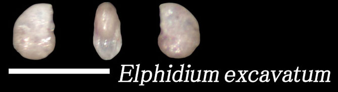 Elphidium excavatum